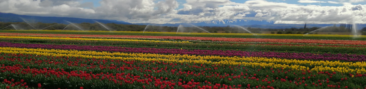 Campo de tulipanes en Trevelin con la cordillera de fondo